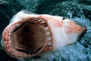Άβολες αλήθειες πίσω από το δάγκωμα του καρχαρία