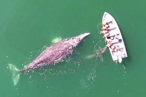 Γκρι φάλαινα και το μικρό της πρόσφεραν σε τουρίστες μια εμπειρία που δεν θα ξεχάσουν ποτέ (Video)