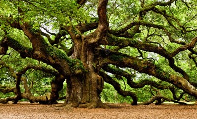 Oak-Tree2.jpg